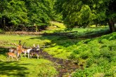 Brudergrund mit Tieren Wildtiere in Waldlandschaft