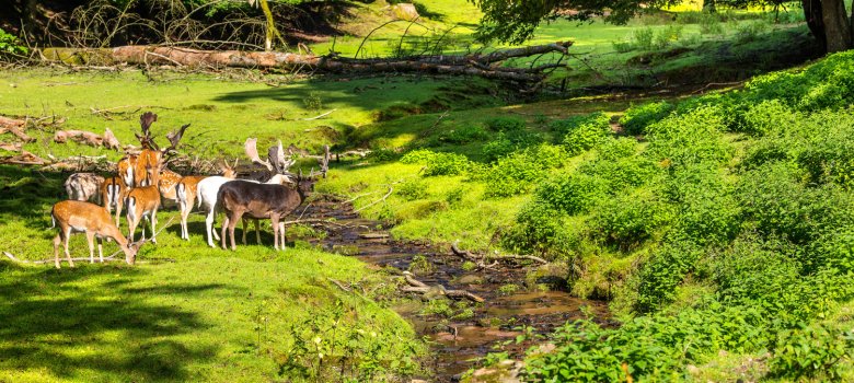 Wildtiere in Waldlandschaft