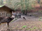 Wildbock im Brudergrund Rotwild-Bock schaut in Kamera