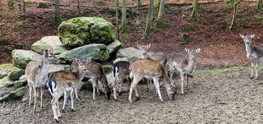 Damwild-Gruppe beim Fressen Damwild-Gruppe schaut in Kamera