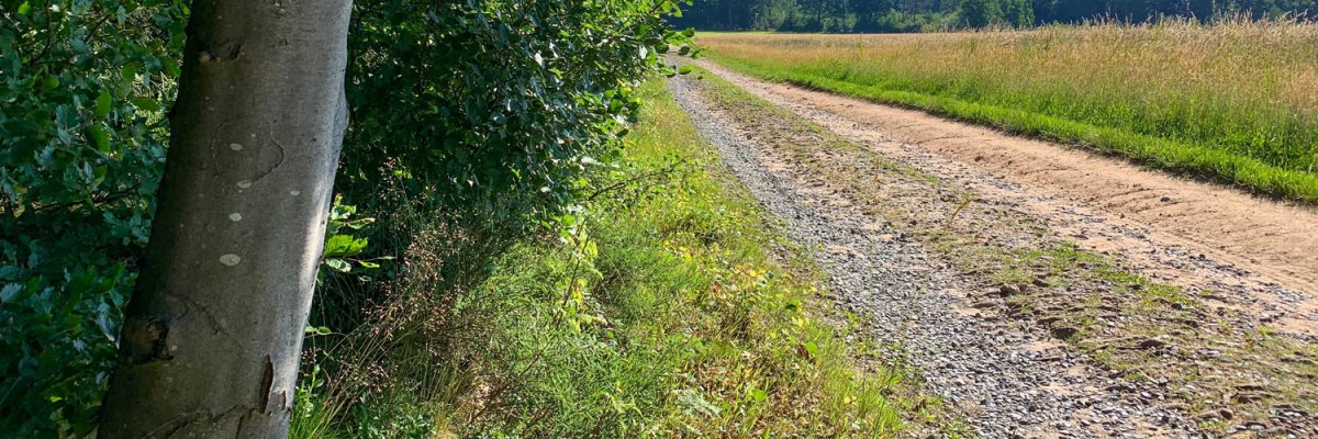 Baum mit Wegmarkierungen und Weg