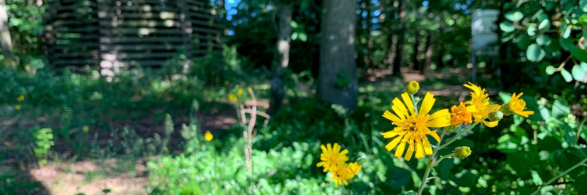 Blumen im Wald vor Holzbau