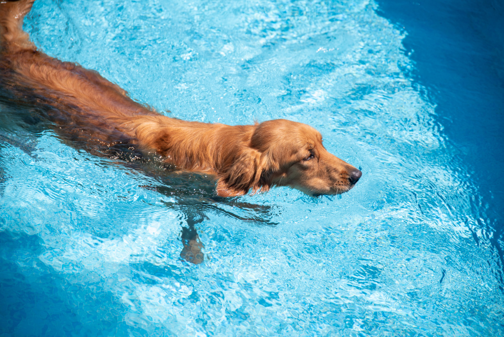 Ein Golden Retriever schwimmt in einem Swimmingpool