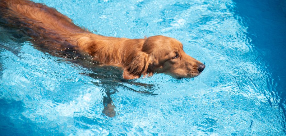Hund schwimmt im Pool Ein Golden Retriever schwimmt in einem Swimmingpool