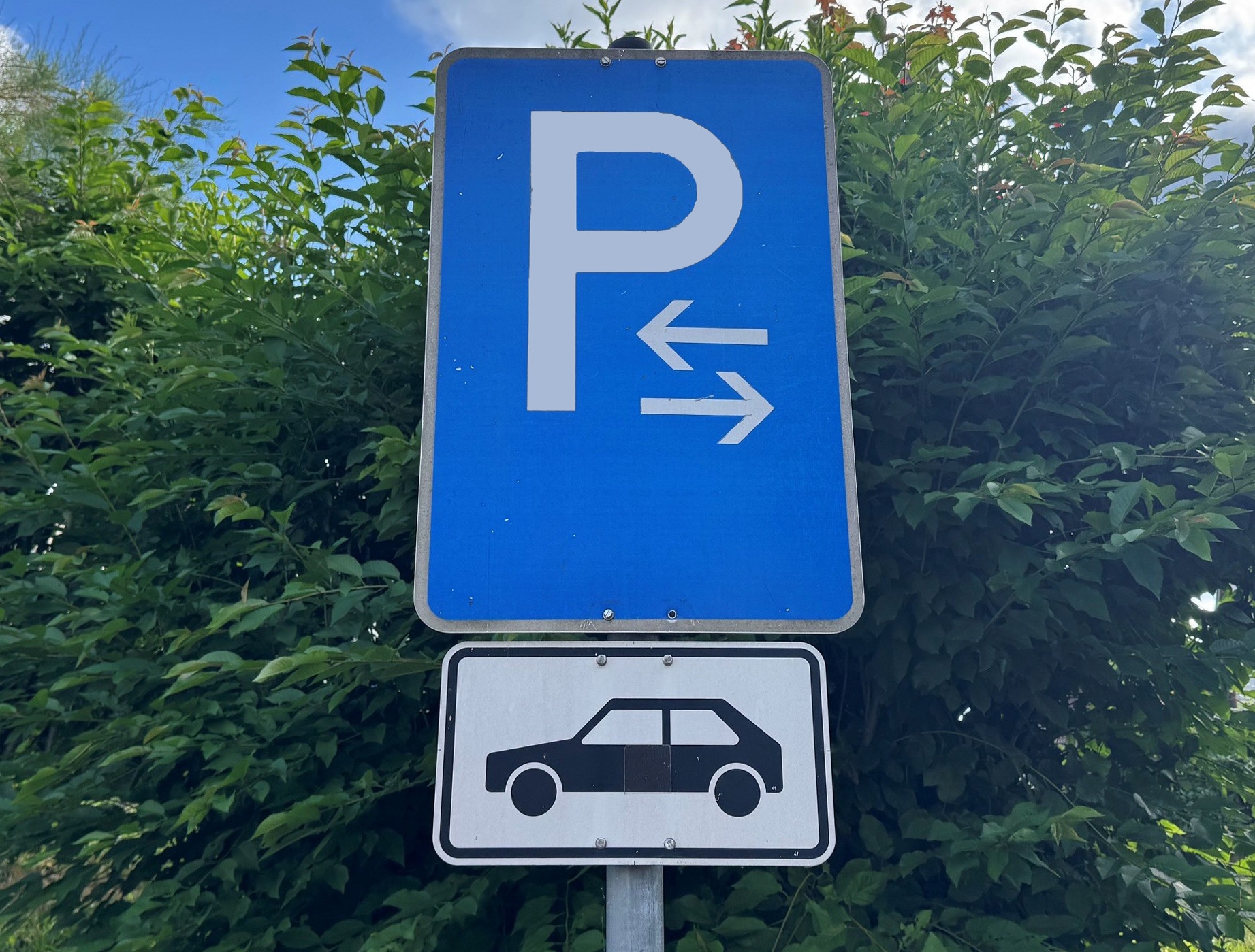 Blaues Parkplatzschild vor Baum