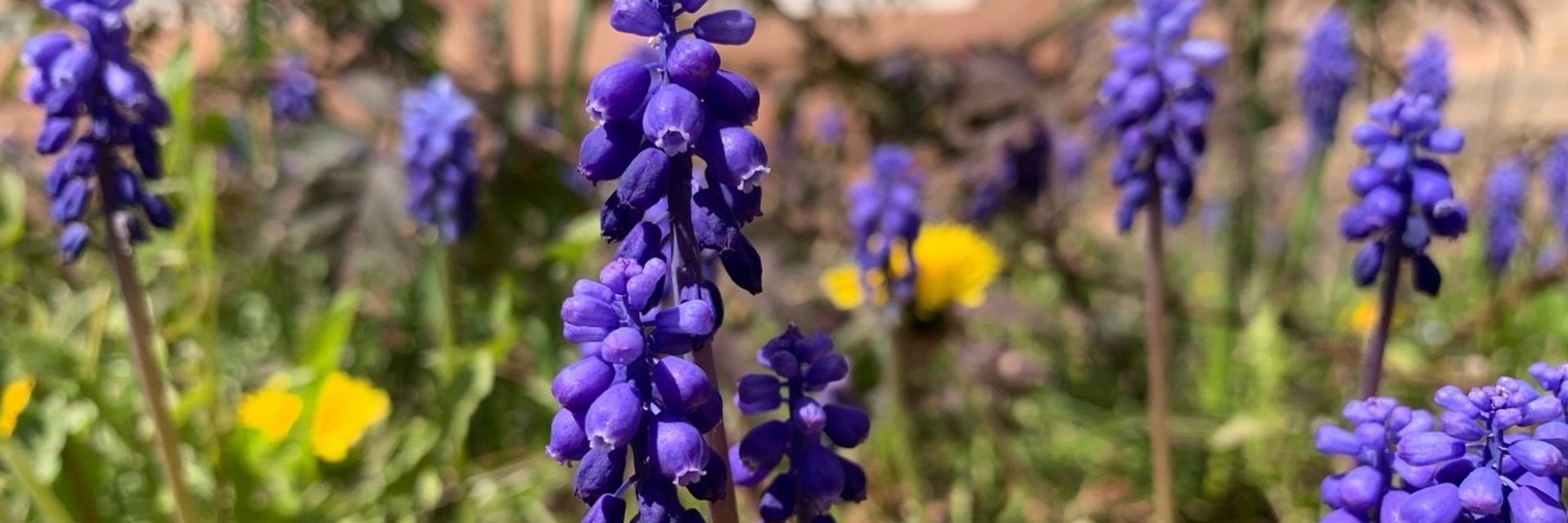 Projekt Blühflächen Startseite