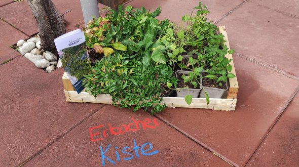 Kiste mit Pflanzen auf Steinplattenboden davor Kreideschrift