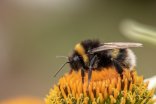 Hummel auf Blume