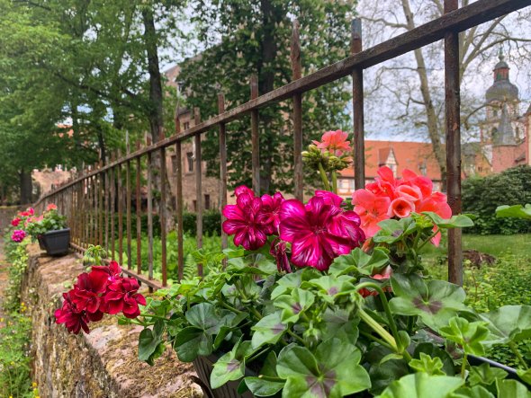 Geranien im Schlossgraben Rote und orangene Blumen auf Mauer