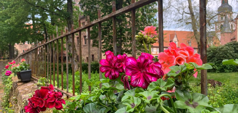 Rote und orangene Blumen auf Mauer