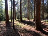 Bäume im Wald Schattenwerfende Bäume im Wald mit Waldboden