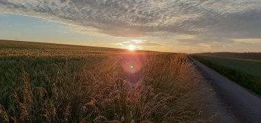 Sonnenuntergang mit Getreidefeld