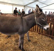 Esel in Stallung auf Markt