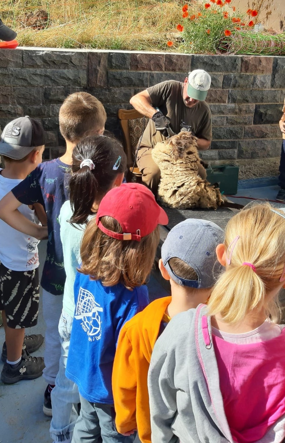 Kinder sehen Schäfer beim Schafe schären zu