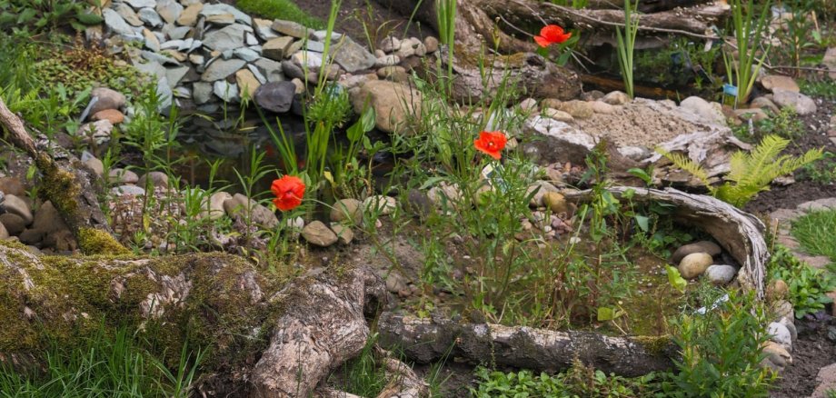 Garten mit verschiedenen blühenden Pflanzen