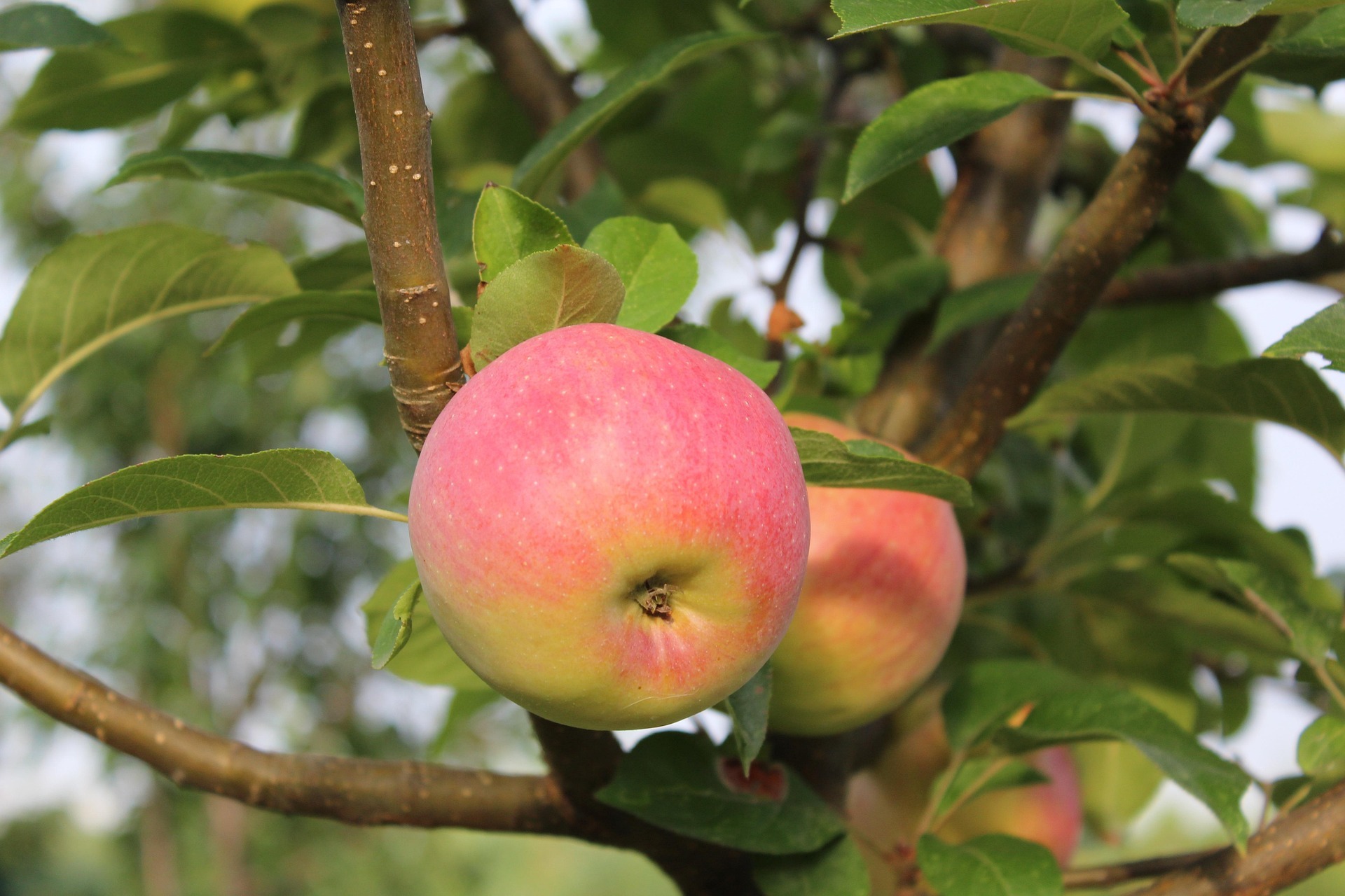 Zwei Äpfel mit roter Schale hängen am Baum