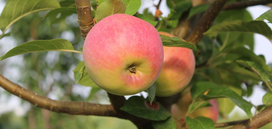 Äpfel am Baum Zwei Äpfel mit roter Schale hängen am Baum