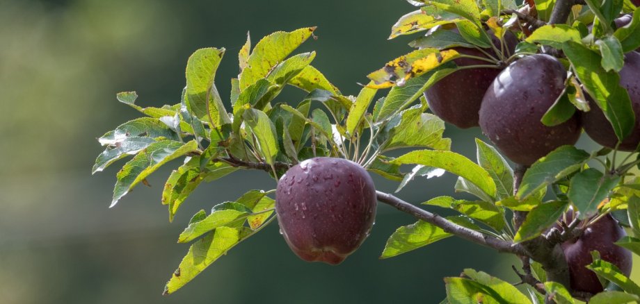 Nahaufnahme Apfelbaum Apfelbaumzweig in Nahaufnahme mit zwei lila Äpfeln