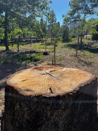 Aufgeforsteter Wald in Ansiao Umgesägter Baum im Vordergrund, dahinter neu gepflanzte Bäume in einem Wald