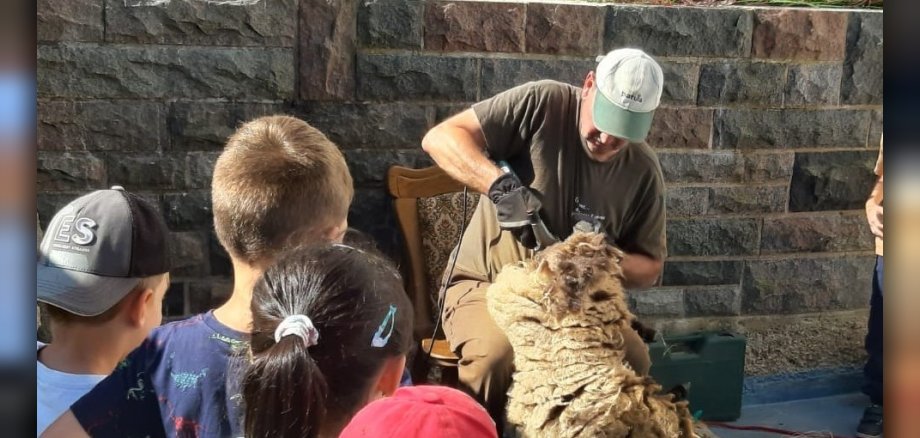 Kinder sehen Schäfer beim Schafe schären zu