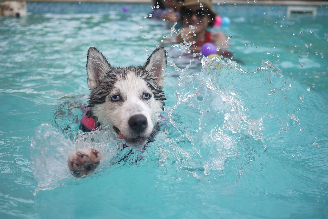 Husky schwimmt im Schwimmbad mit Ball im Maul