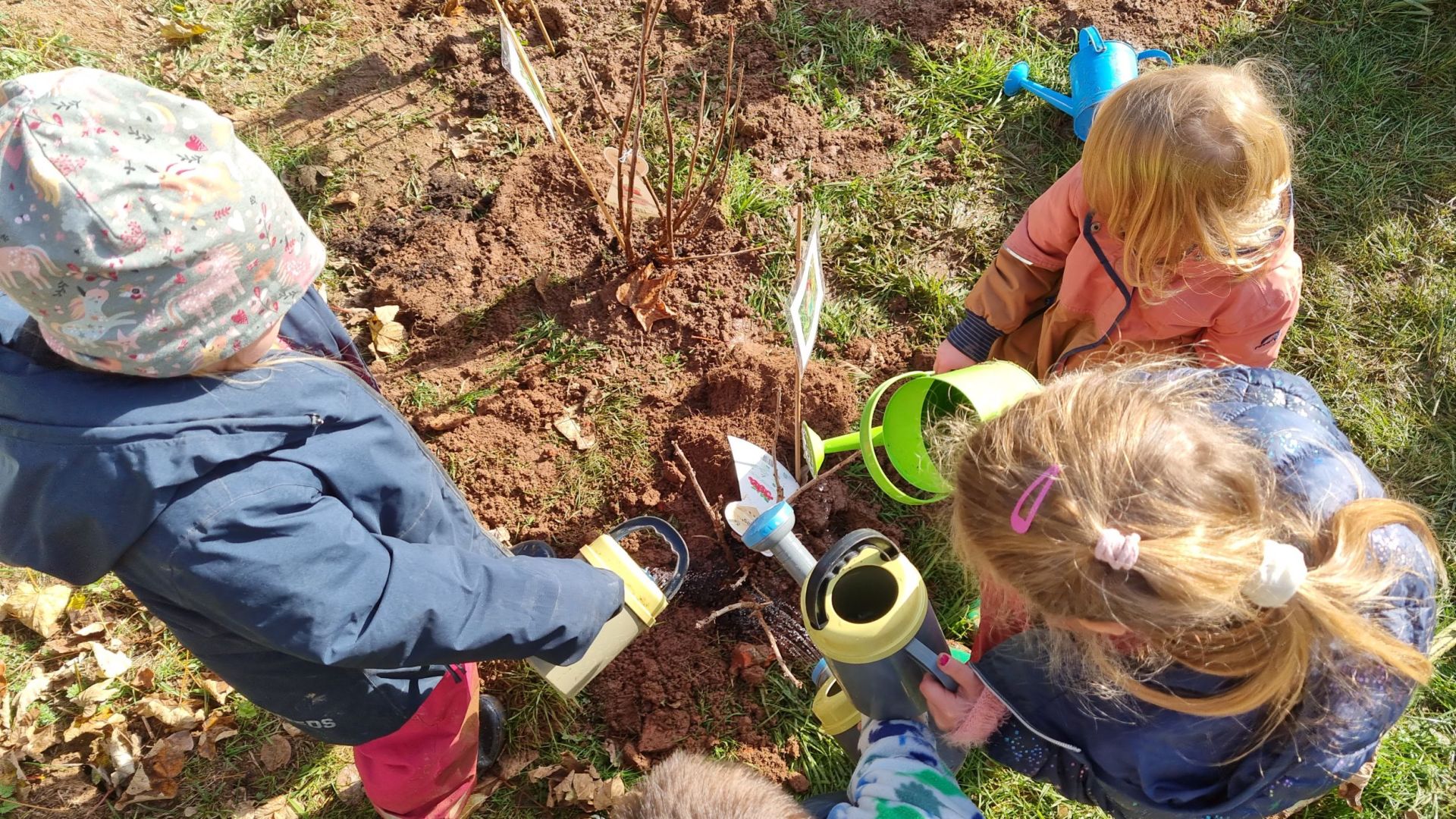 Pflanzaktion in Erbachs Kitas Kinder gießen Beerensträucher