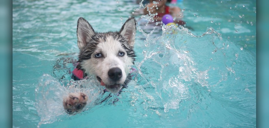 Husky schwimmt im Schwimmbad mit Ball im Maul