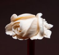 Rose aus Elfenbein geschnitzt