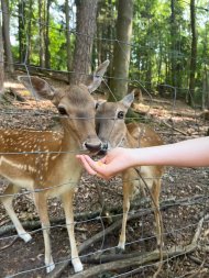 Zwei Rehe, die von einer Hand mit Mais gefüttert werden.